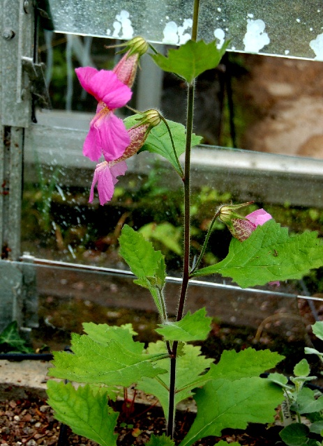Rehmannia angulata